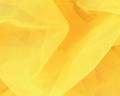 TW (CHR) - Daffodil